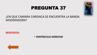 PREGUNTA 37
¿EN QUE CAMARA CARDIACA SE ENCUENTRA LA BANDA
MODERADORA?
RESPUESTA:
• VENTRICULO DERECHO
 