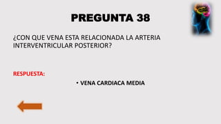 PREGUNTA 38
¿CON QUE VENA ESTA RELACIONADA LA ARTERIA
INTERVENTRICULAR POSTERIOR?
RESPUESTA:
• VENA CARDIACA MEDIA
 