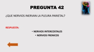 PREGUNTA 42
¿QUE NERVIOS INERVAN LA PLEURA PARIETAL?
RESPUESTA:
• NERVIOS INTERCOSTALES
• NERVIOS FRENICOS
 