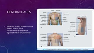 GENERALIDADES
• Topografia torácica, que se construye
sobre la base de líneas
convencionales que delimitan
regiones también convencionales
 