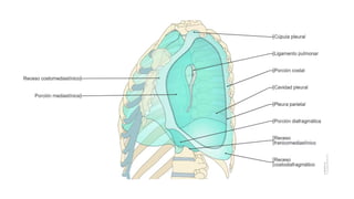 Comprehensive Anatomical Overview of the Thorax and Related Structures ...