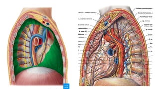 Comprehensive Anatomical Overview of the Thorax and Related Structures ...