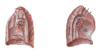 Comprehensive Anatomical Overview of the Thorax and Related Structures ...