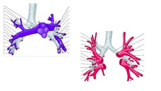 Comprehensive Anatomical Overview of the Thorax and Related Structures ...