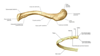 Comprehensive Anatomical Overview of the Thorax and Related Structures ...
