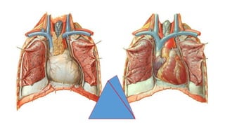 Comprehensive Anatomical Overview of the Thorax and Related Structures ...