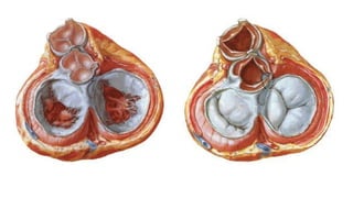 Comprehensive Anatomical Overview of the Thorax and Related Structures ...
