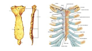 Comprehensive Anatomical Overview of the Thorax and Related Structures ...