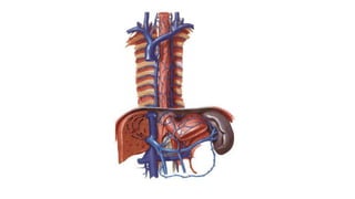 Comprehensive Anatomical Overview of the Thorax and Related Structures ...