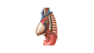 Comprehensive Anatomical Overview of the Thorax and Related Structures ...