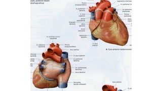 Comprehensive Anatomical Overview of the Thorax and Related Structures ...