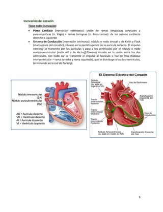 Mediastino y Corazón