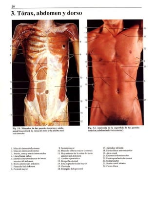 Torax, abdomen y dorso