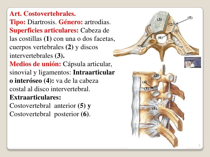 Torax articulaciones