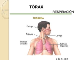 TÓRAX
RESPIRACIÓN
TRAQUEA

 