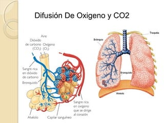 Difusión De Oxigeno y CO2

 