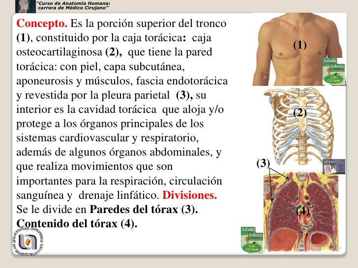 Como calmar el dolor y la tensión en el cuello
