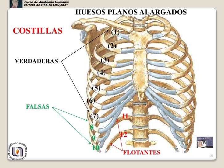 Torax esqueleto Torax esqueleto