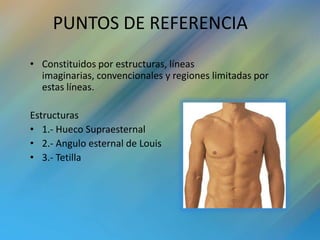 PUNTOS DE REFERENCIA
• Constituidos por estructuras, líneas
  imaginarias, convencionales y regiones limitadas por
  estas líneas.

Estructuras
• 1.- Hueco Supraesternal
• 2.- Angulo esternal de Louis
• 3.- Tetilla
 