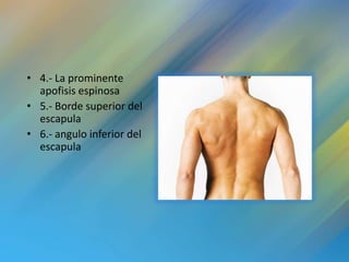• 4.- La prominente
  apofisis espinosa
• 5.- Borde superior del
  escapula
• 6.- angulo inferior del
  escapula
 