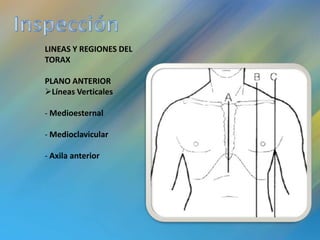 LINEAS Y REGIONES DEL
TORAX

PLANO ANTERIOR
Líneas Verticales

- Medioesternal

- Medioclavicular

- Axila anterior
 