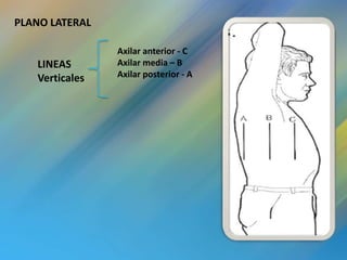 PLANO LATERAL

                Axilar anterior - C
   LINEAS       Axilar media – B
   Verticales   Axilar posterior - A
 