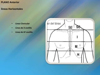 PLANO Anterior

líneas Horizontales




         •   Linea Clavicular
         •   Linea de 3 costilla
         •   Linea de 6ª costilla
 