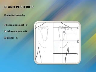 PLANO POSTERIOR

líneas Horizontales


 Escapuloespinal –C

  Infraescapular – D

  Basilar -E
 