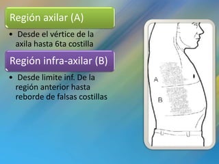 Región axilar (A)
• Desde el vértice de la
  axila hasta 6ta costilla

Región infra-axilar (B)
• Desde limite inf. De la
  región anterior hasta
  reborde de falsas costillas
 