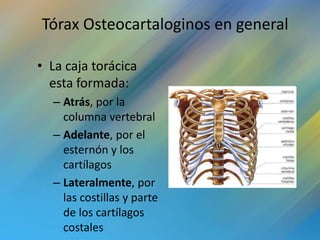 Tórax Osteocartaloginos en general

• La caja torácica
  esta formada:
  – Atrás, por la
    columna vertebral
  – Adelante, por el
    esternón y los
    cartílagos
  – Lateralmente, por
    las costillas y parte
    de los cartílagos
    costales
 