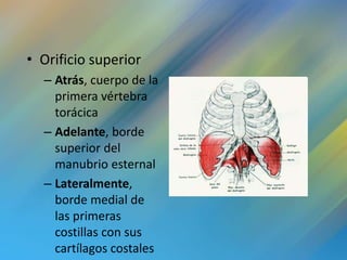• Orificio superior
  – Atrás, cuerpo de la
    primera vértebra
    torácica
  – Adelante, borde
    superior del
    manubrio esternal
  – Lateralmente,
    borde medial de
    las primeras
    costillas con sus
    cartílagos costales
 