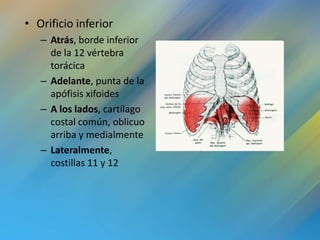 • Orificio inferior
   – Atrás, borde inferior
     de la 12 vértebra
     torácica
   – Adelante, punta de la
     apófisis xifoides
   – A los lados, cartílago
     costal común, oblicuo
     arriba y medialmente
   – Lateralmente,
     costillas 11 y 12
 