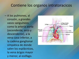 Contiene los organos intratoracicos

– A los pulmones, al
  corazón, a grandes
  vasos sanguíneos
  como la arteria aorta
  (ascendente, arco y
  descendente), a la
  vena cava inferior, a
  la cadena ganglionar
  simpática de donde
  salen los esplácnicos,
  la vena ácigos mayor
  y menor, al esófago.
 