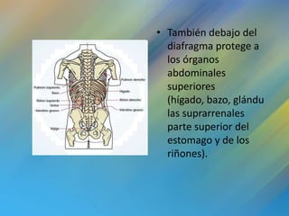 • También debajo del
  diafragma protege a
  los órganos
  abdominales
  superiores
  (hígado, bazo, glándu
  las suprarrenales
  parte superior del
  estomago y de los
  riñones).
 