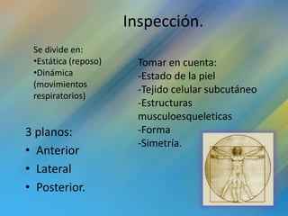 Inspección.
 Se divide en:
 •Estática (reposo)     Tomar en cuenta:
 •Dinámica              -Estado de la piel
 (movimientos
                        -Tejido celular subcutáneo
 respiratorios)
                        -Estructuras
                        musculoesqueleticas
3 planos:               -Forma
                        -Simetría.
• Anterior
• Lateral
• Posterior.
 