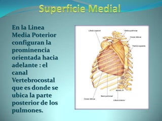 Superficie MedialEn la Linea Media Poterior  configuran la prominencia orientada hacia adelante : el canal Vertebrocostal que es donde se ubica la parte posterior de los pulmones. 