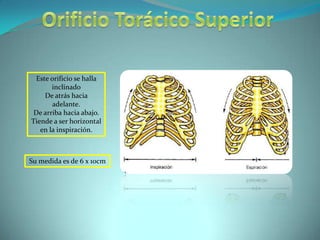Adelante: borde superior del manubrio esternal.