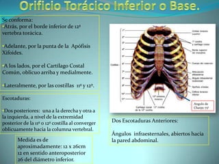 Lateralmente: por el borde medial de las primeras costillas con sus cartílagos costales.Este orificio se halla inclinado De atrás hacia adelante.De arriba hacia abajo. Tiende a ser horizontal en la inspiración.El cuerpo vertebral forma una saliente marcada en la línea media posterior, la que estrecha este orificio. 