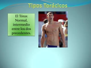 OrificioTorácico Inferior o Base.Se conforma: Atrás, por el borde inferior de 12ª vertebra torácica.