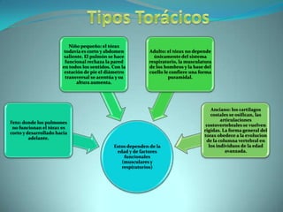 Adelante, por la punta de la  Apófisis  Xifoides.