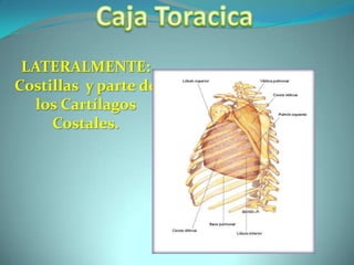 Caja ToracicaLATERALMENTE: Costillas  y parte de los Cartílagos Costales. 