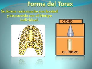 Forma del ToraxSu forma varia mucho con la edad y de acuerdo con el biotipo individual.