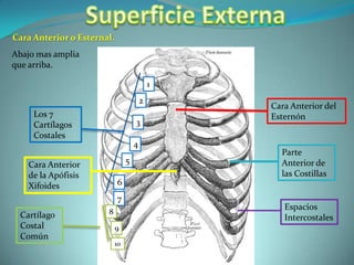 Superficie ExternaCara Anterior o Esternal.Abajo mas amplia que arriba. 12Cara Anterior del EsternónLos 7 Cartílagos Costales34Parte Anterior de las Costillas56Cara Anterior de la Apófisis Xifoides7Espacios Intercostales8Cartílago Costal Común910