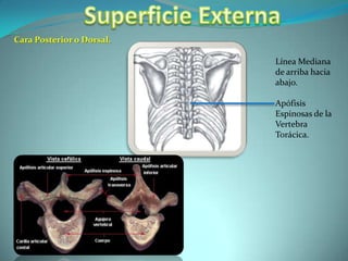Superficie ExternaCara Posterior o Dorsal.Línea Mediana de arriba hacia abajo. Apófisis Espinosas de la Vertebra Torácica.
