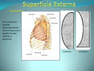 Superficie ExternaCara Lateral.Es Convexa en sentido Anteroposterior.Une en una curva regular la cara anterior y posterior.ConvexoCóncavo