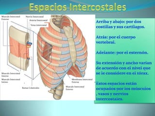 EspaciosIntercostalesNervio IntercostalMusculo Intercostal ExternoArriba y abajo: por dos costillas y sus cartílagos.Atrás: por el cuerpo vertebral.Adelante: por el esternón.Su extensión y ancho varían de acuerdo con el nivel que se le considere en el tórax. Estos espacios están ocupados por los músculos , vasos y nervios intercostales.Arteria IntercostalVena intercostalMusculo Intercostal InternoMusculo Intercostal IntimoMembrana Intercostal ExternaMusculo Intercostal ExternoRamas Colaterales