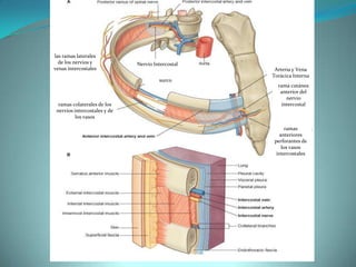 las ramas laterales de los nervios y venas intercostalesNervio IntercostalArteria y Vena Torácica Internasurcorama cutánea anterior del nervio intercostalramas colaterales de los nervios intercostales y de los vasosramas  anteriores perforantes de los vasos intercostales