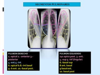 SEGMENTOS PULMONARES
PULMON DERECHO
1.-apical 2.- anterior 3.-
posterior
4.-ext.5.-int.
6.-apical b.8.-int basal
9.-b ext. 10.-basal post.
PULMON IZQUIERDO
1y2 apico post. 3.-ant.
4.-sup 5.-inf (lingular)
6.-basal sup
8 ant. basal
9 basal ext.
10. basal post
 