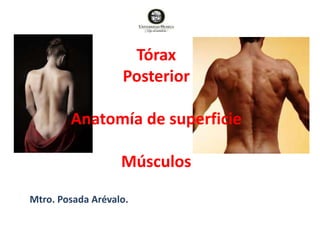 Tórax
Posterior
Anatomía de superficie
Músculos
Mtro. Posada Arévalo.
 