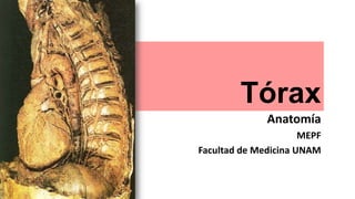 Tórax
Anatomía
MEPF
Facultad de Medicina UNAM
 